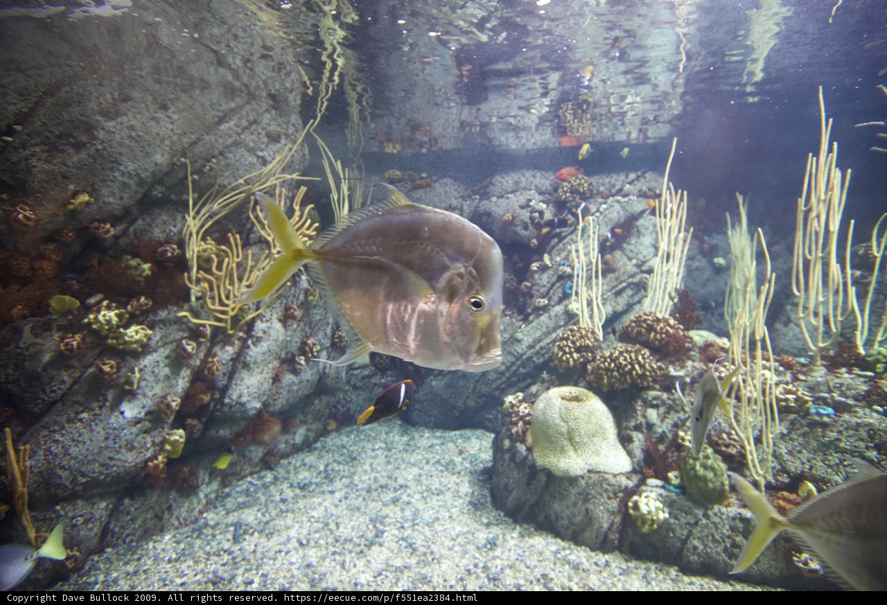 Colorful Fish in a Coral Reef Aquarium