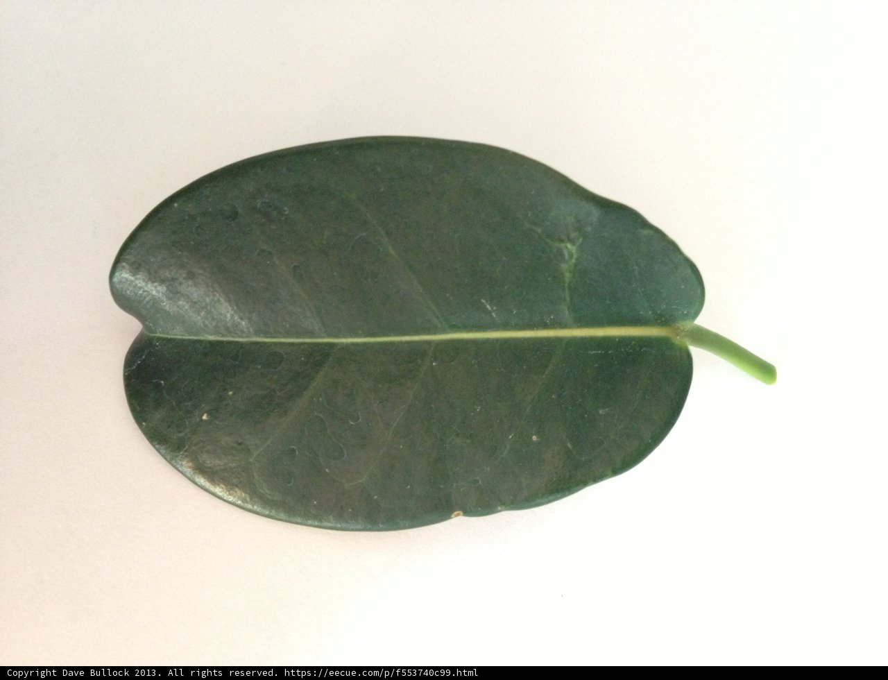 The Mighty Leaf