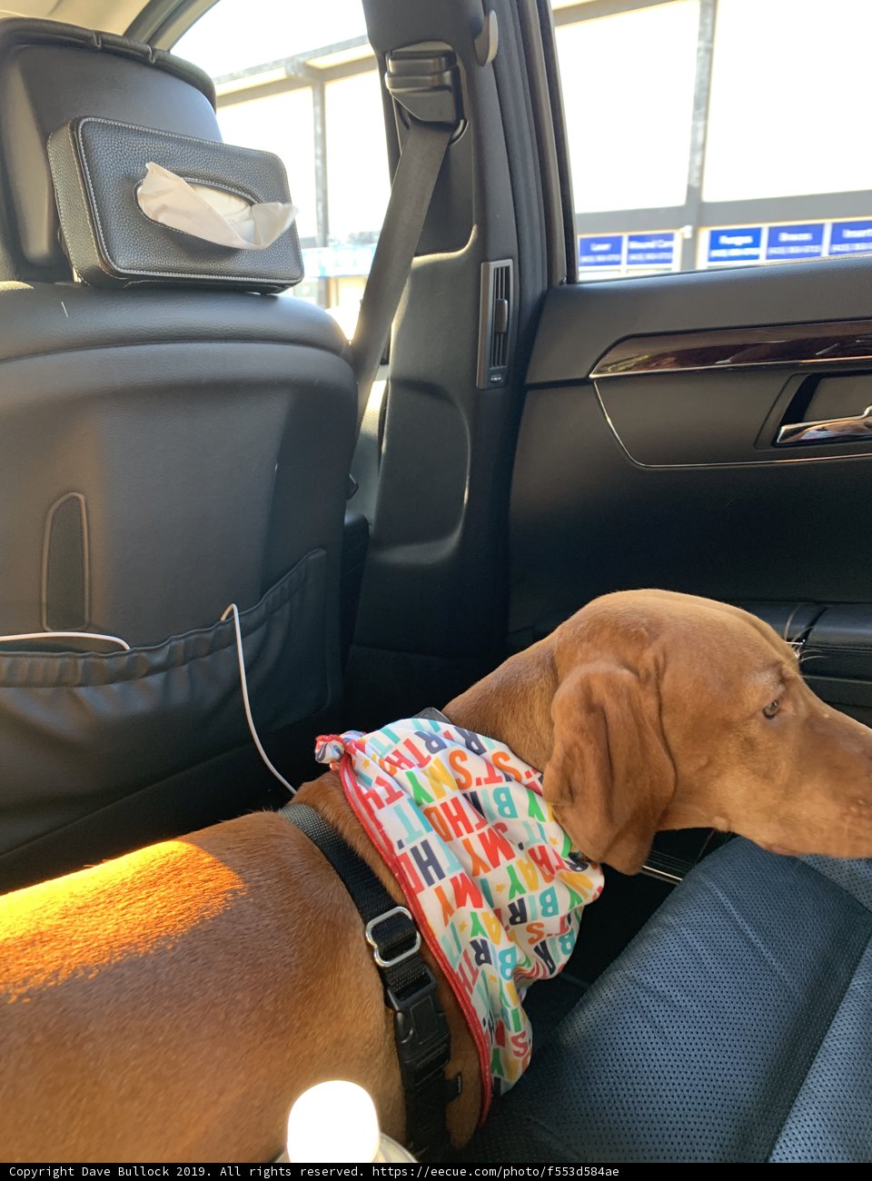 Stylish Dog Cushion Accessory in San Francisco