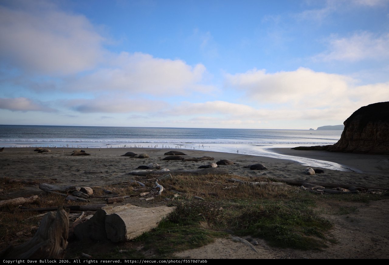 Elephant Seals Resting on Drakes Beach at Dusk