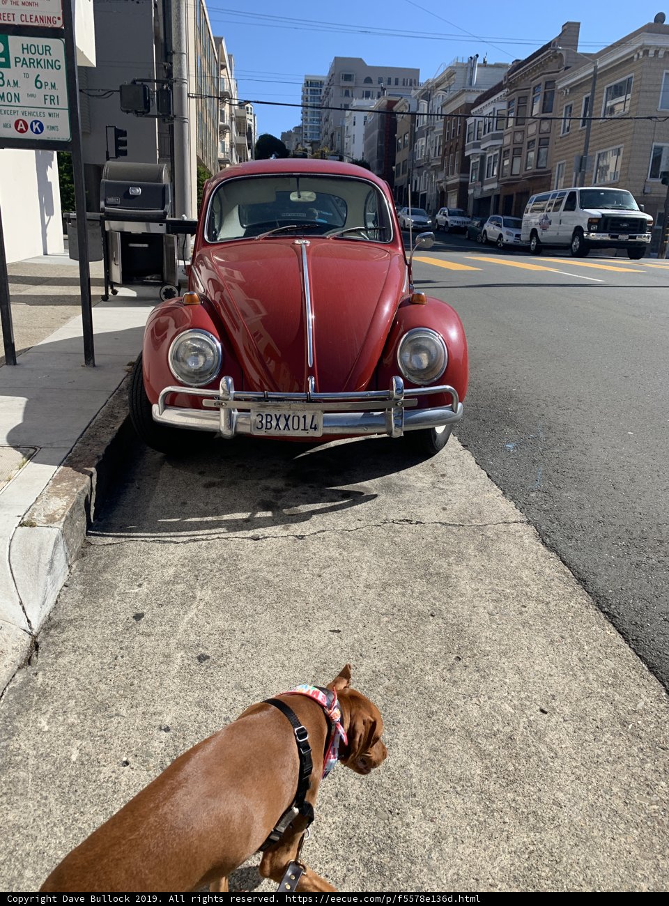 Curious Canine and Cool Car