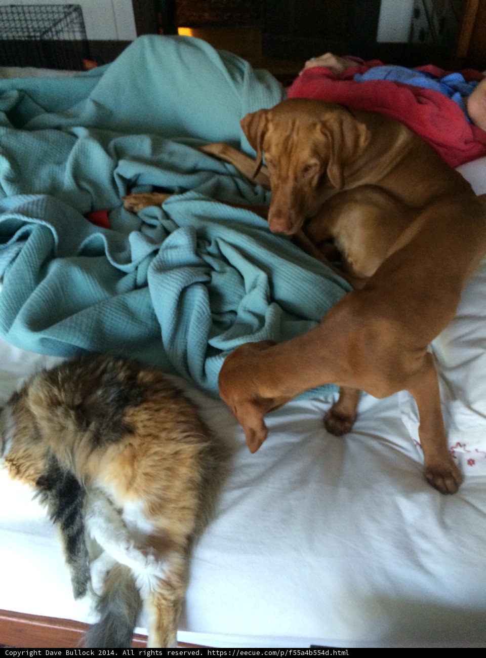 Cozy Companions
