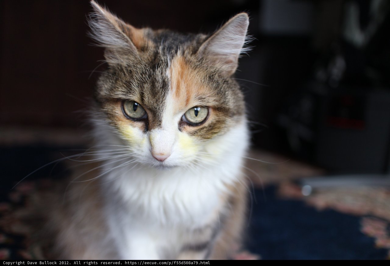 Furry Friend