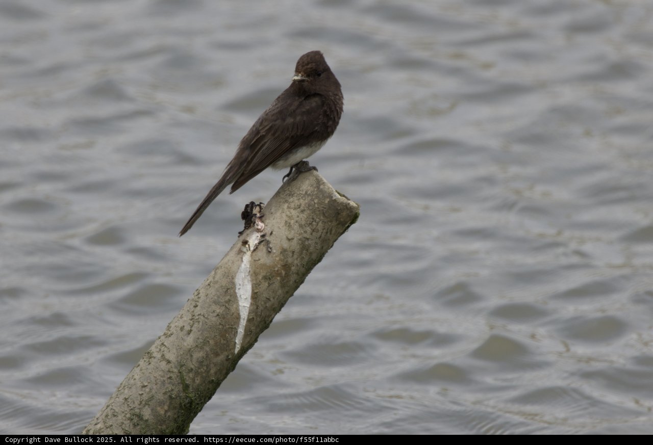 Sentinels of San Pablo Bay