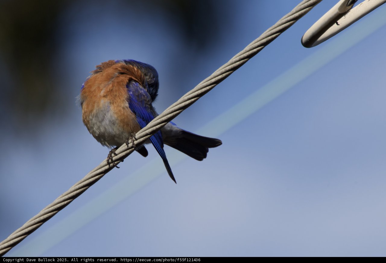 Tranquil Perch