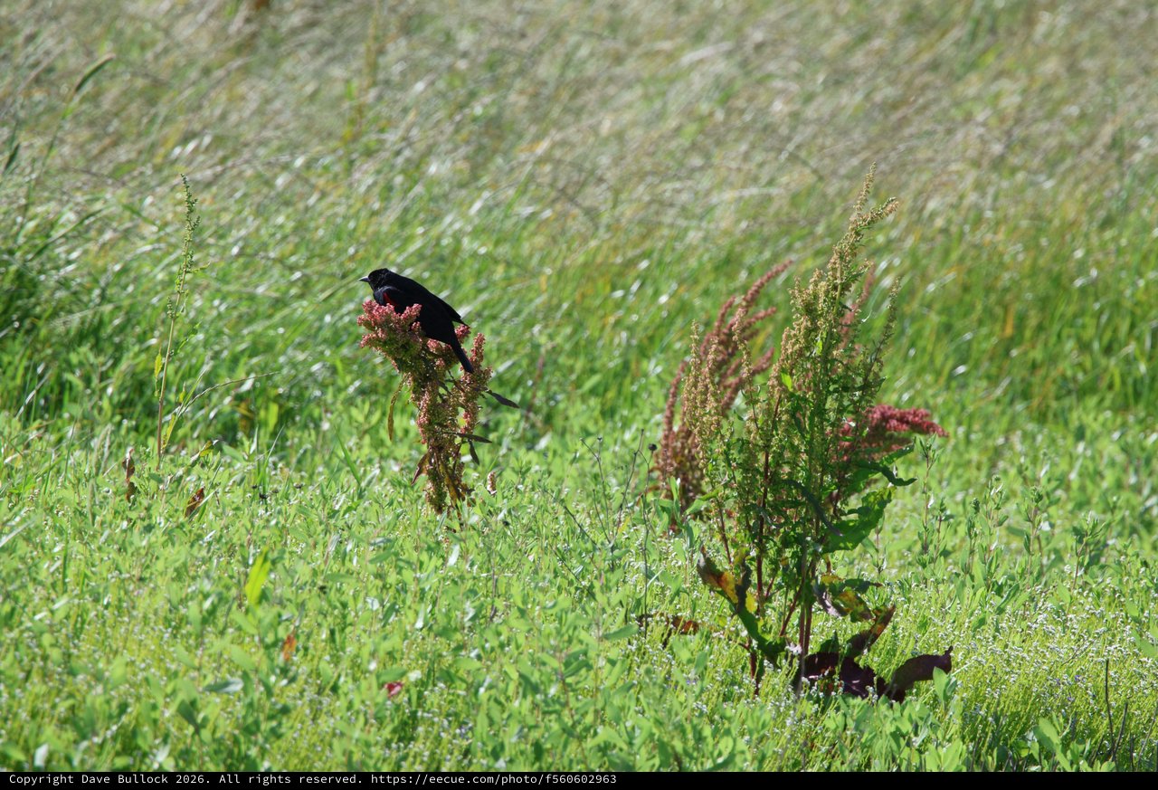 Red-Winged Blackbird Perched on Wild Dock Plant