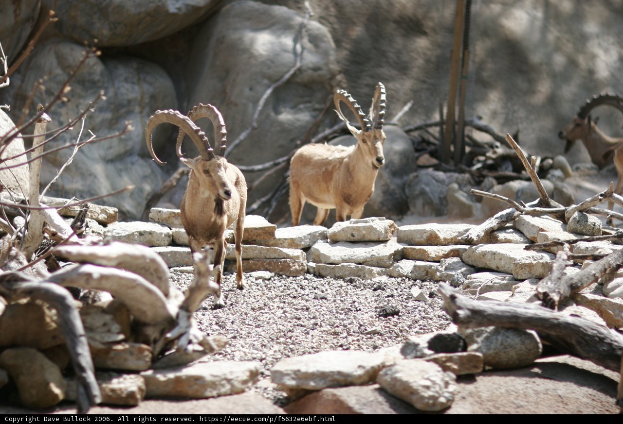 Mountain Goats Amidst Rock Formations