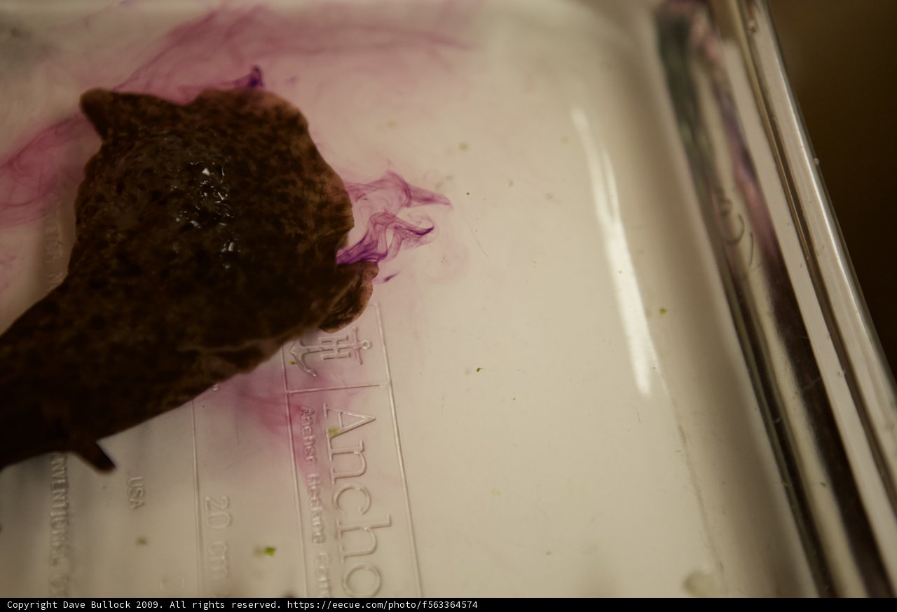 Mysterious Brown Critter in Purple Liquid