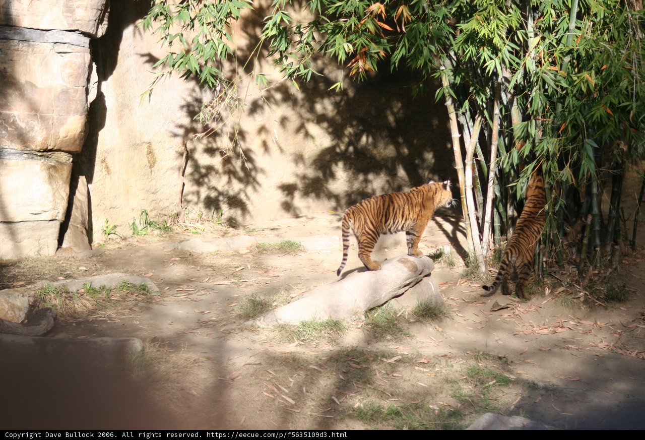 Majestic tiger on a log