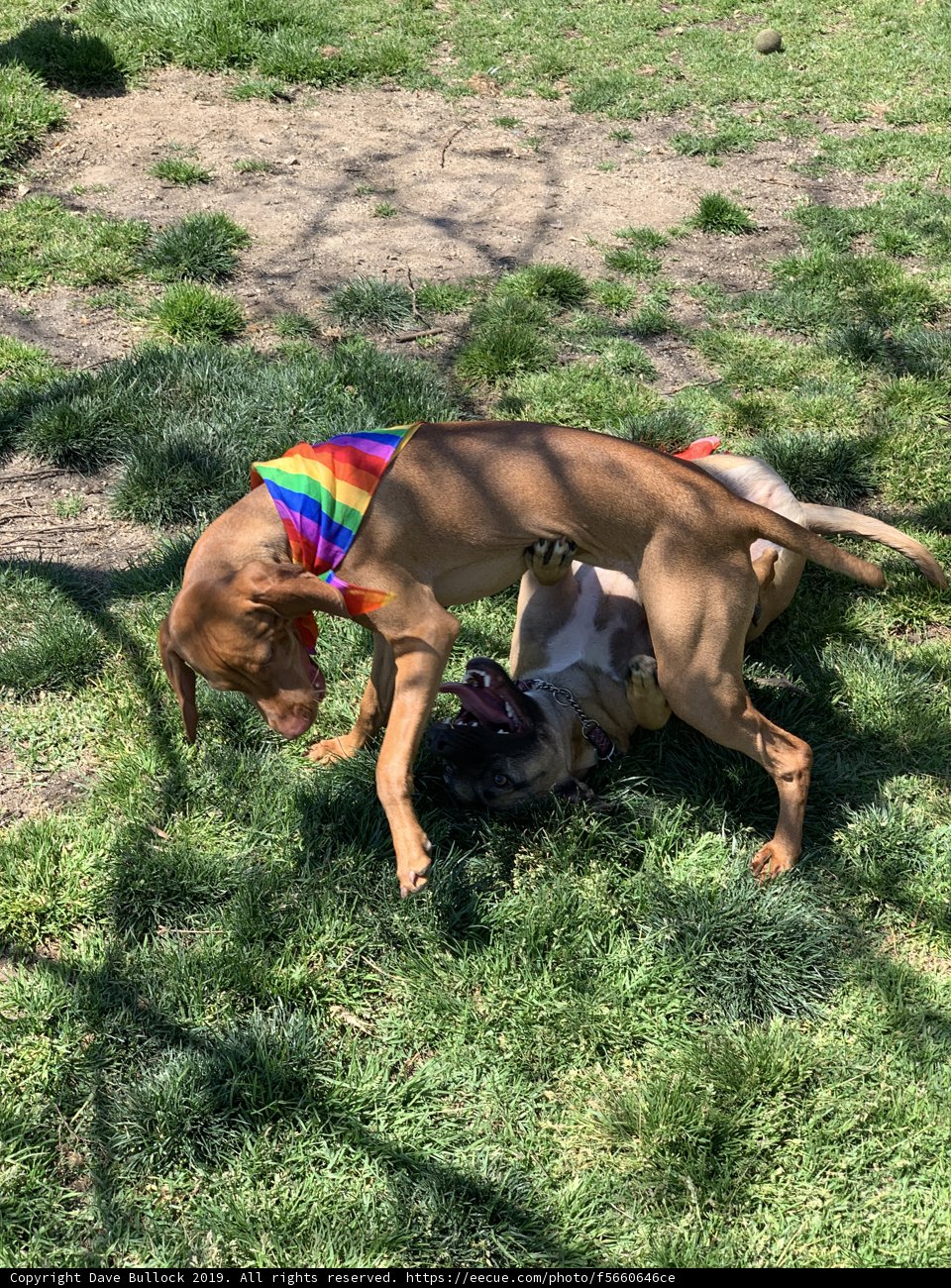 Playtime in the Greenery