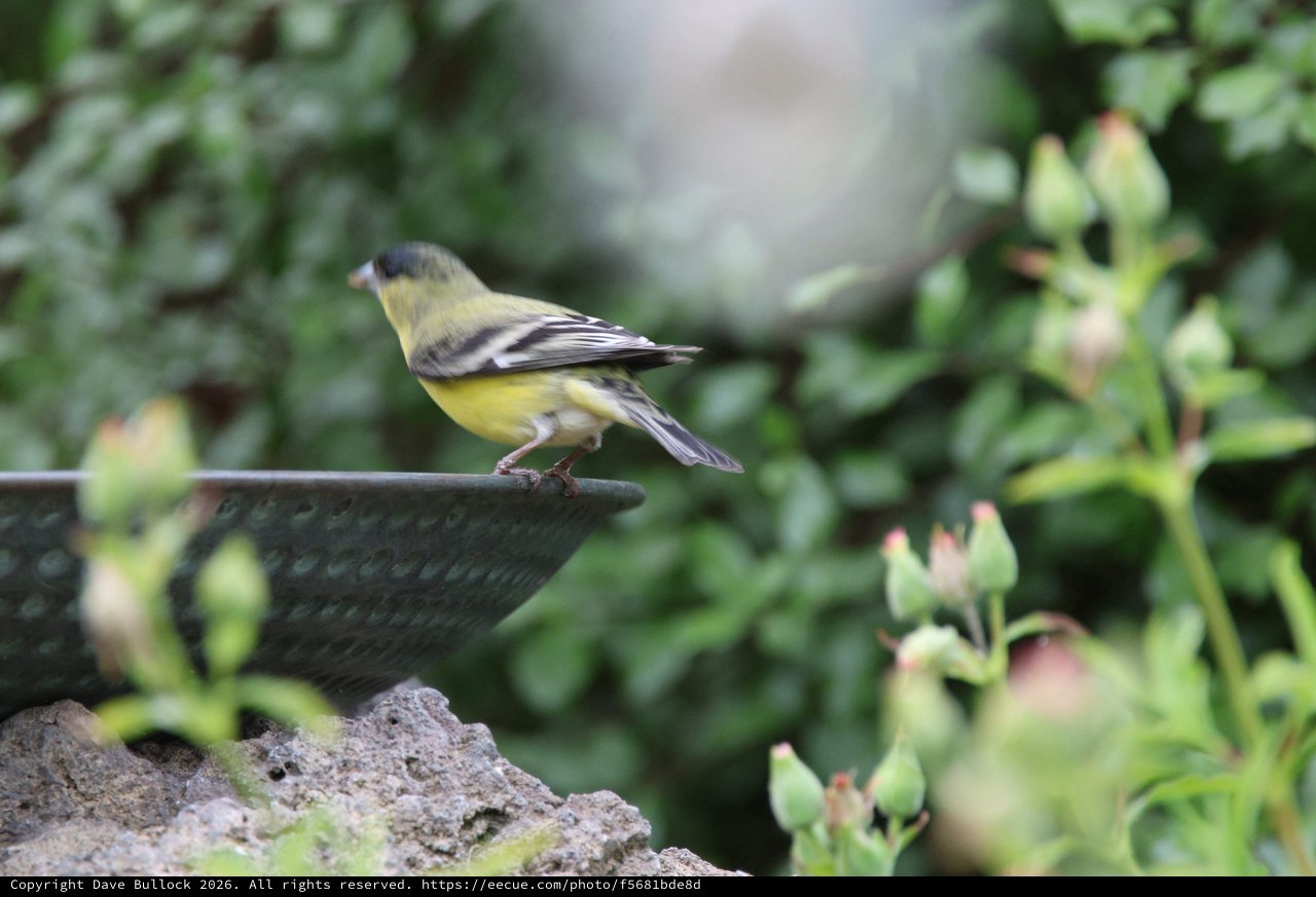 Lesser Goldfinch Perched on Garden Bird Bath