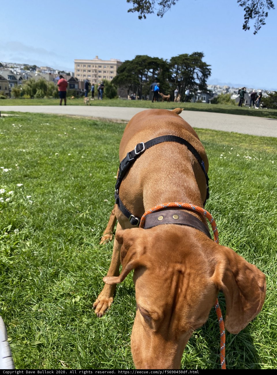Canine Companion on a Walk in Alamo Square