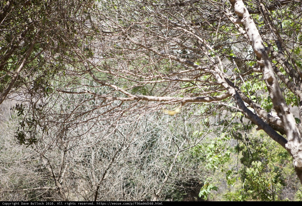 Forest Flier