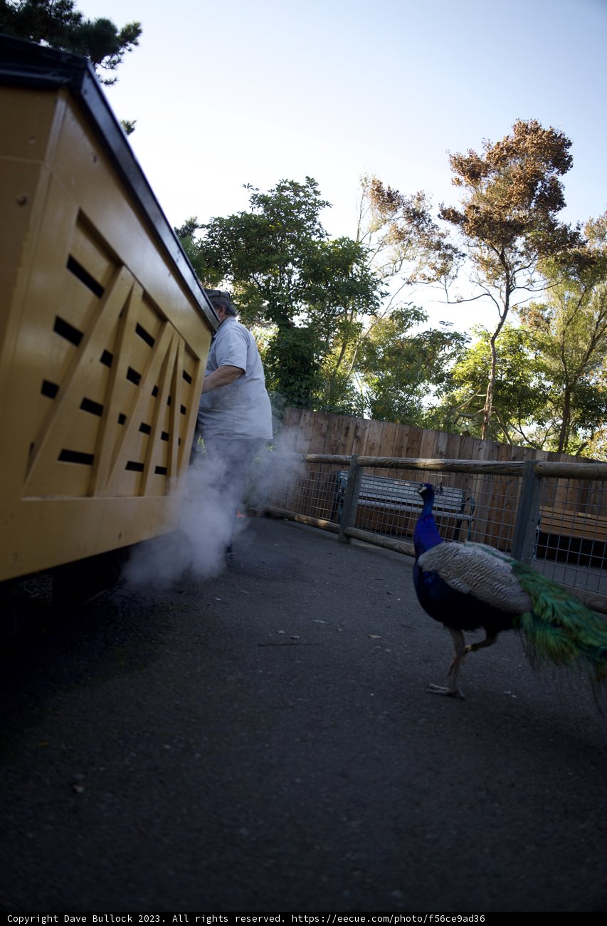 Man with Majestic Peacock at SF Zoo
