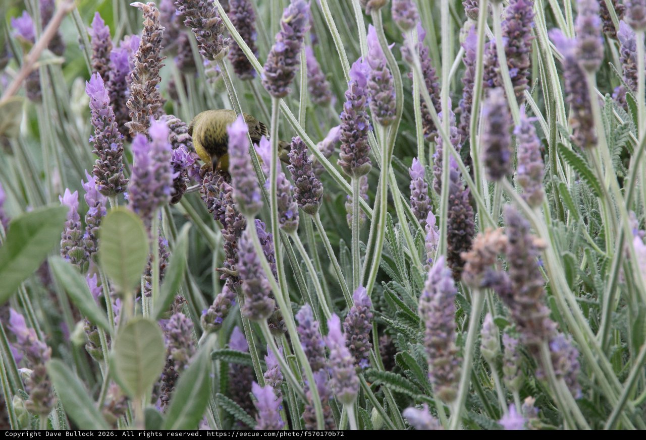 Bumblebee Foraging Among Purple Lavender Blooms