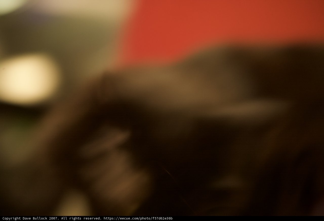 Fuzzy Paws in the Dark