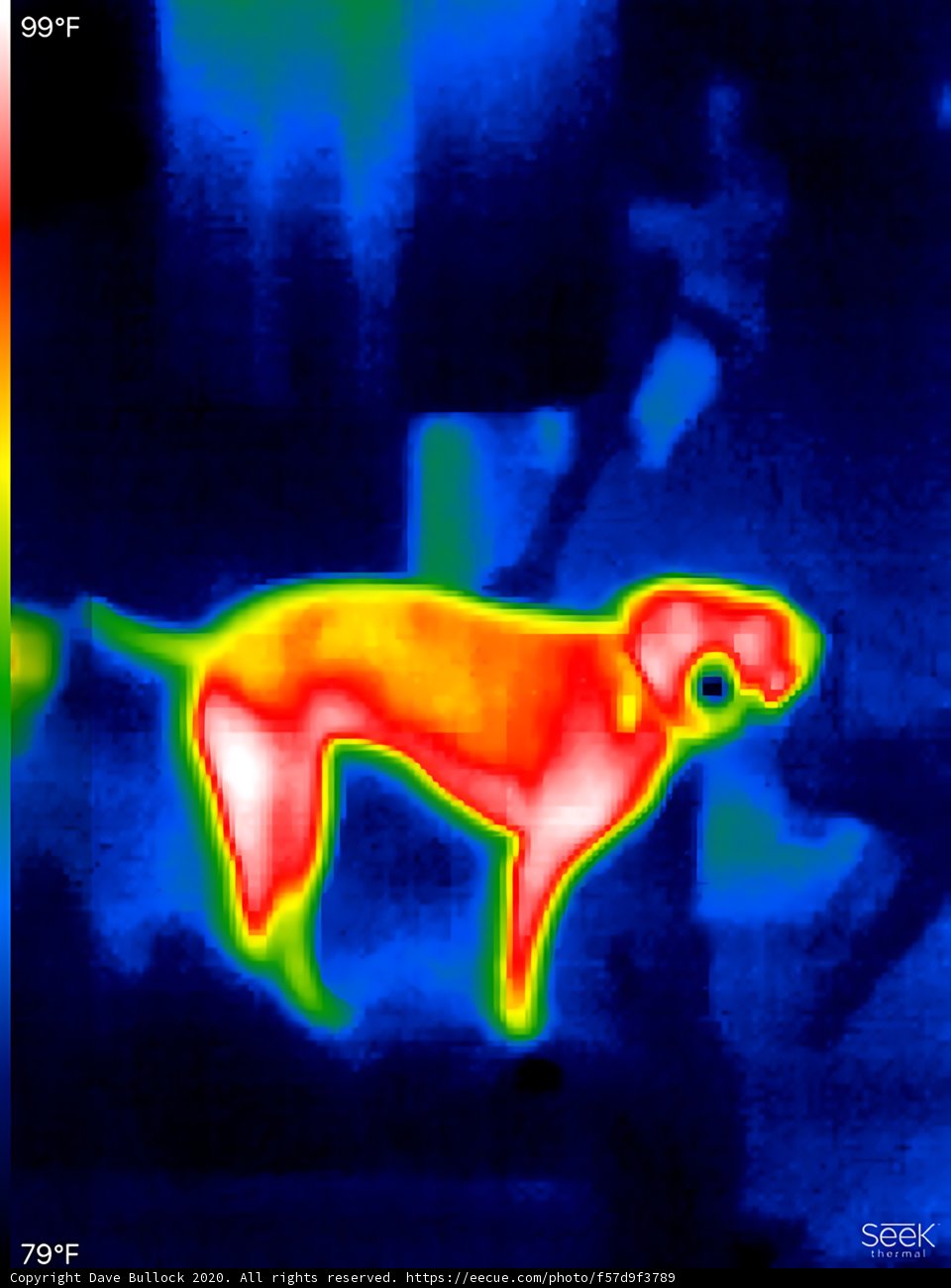 Thermal Image of Dog in Cold Environment