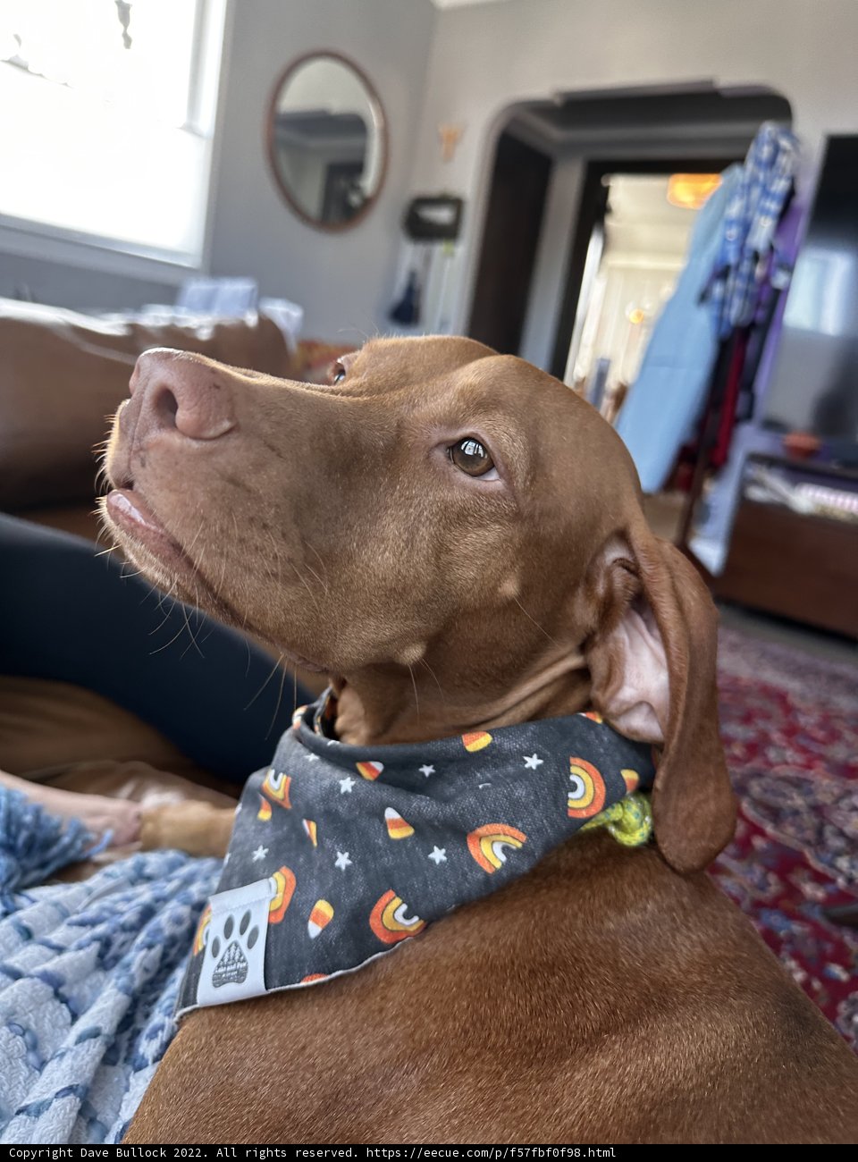 Pumpkin Pup