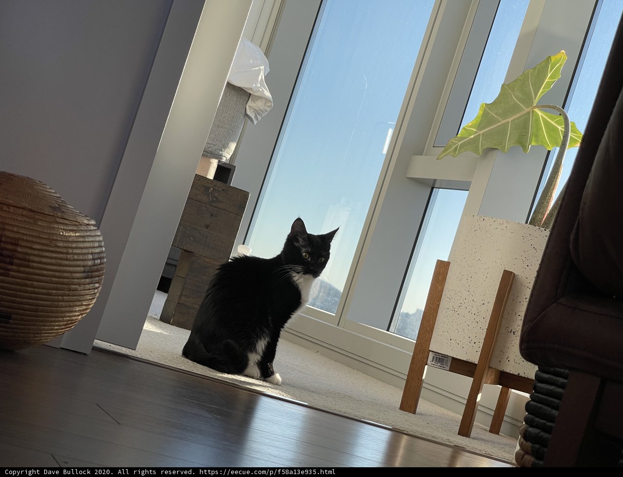 Minimalist Living: A Black and White Cat on Hardwood Flooring