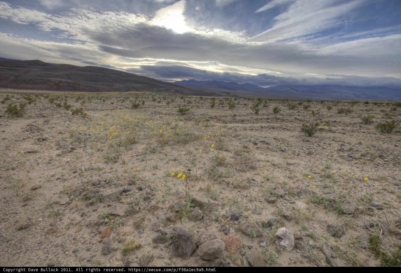 Desert Blooms