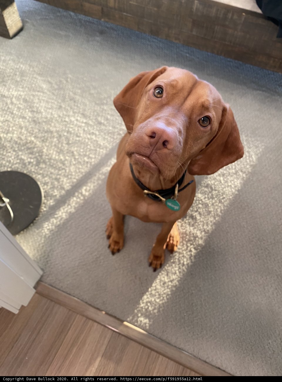 Brown Vizsla Puppy Sitting on Hardwood Flooring
