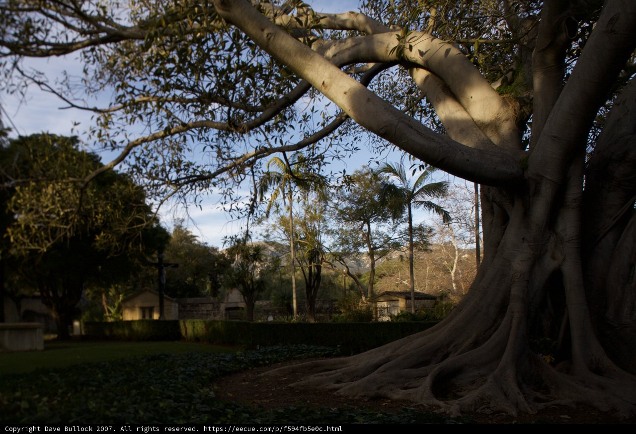 The Grand Eucalyptus Tree