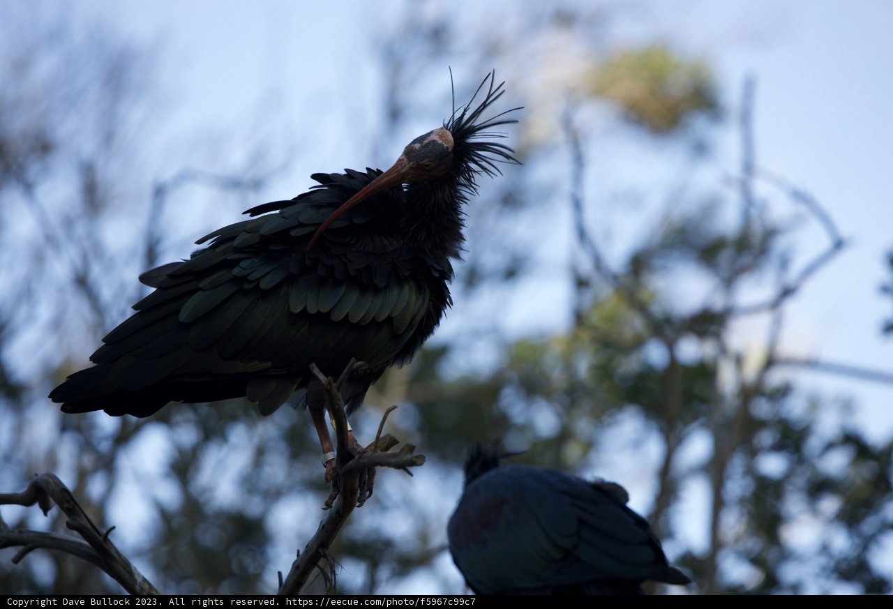Fascinating Spectrum of Avian Diversity