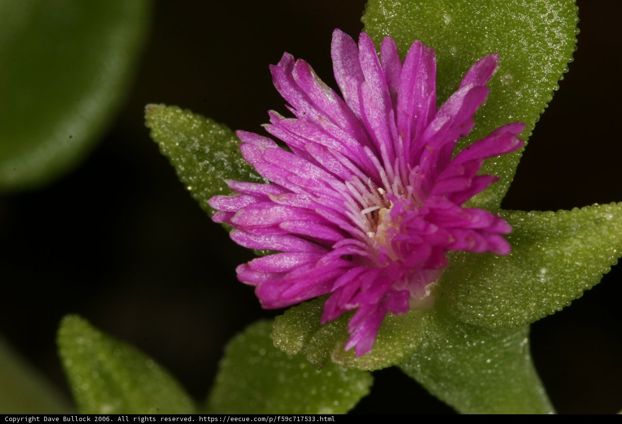 Pink Geranium Flower with Green Leaves