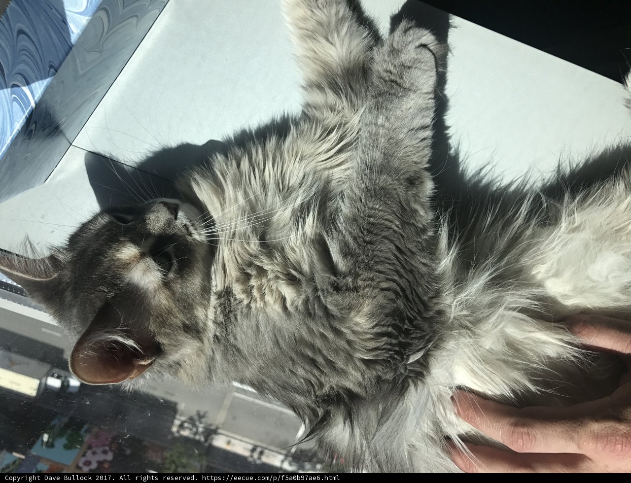 Table Cat
