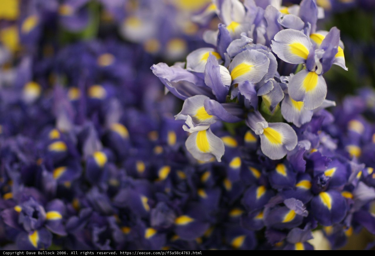 A Close-Up of Stunning Purple and Yellow Irises