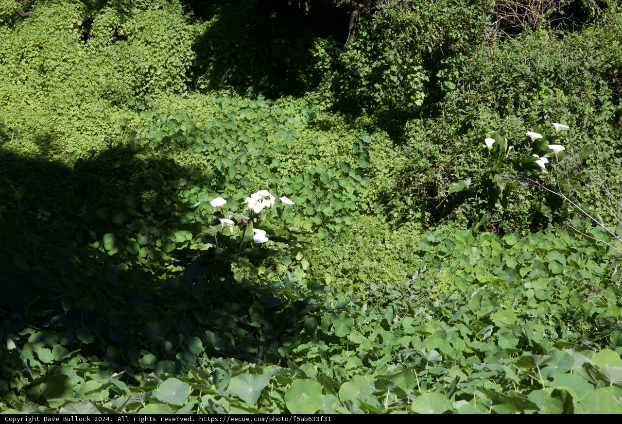 Floral Bliss in Golden Gate Park