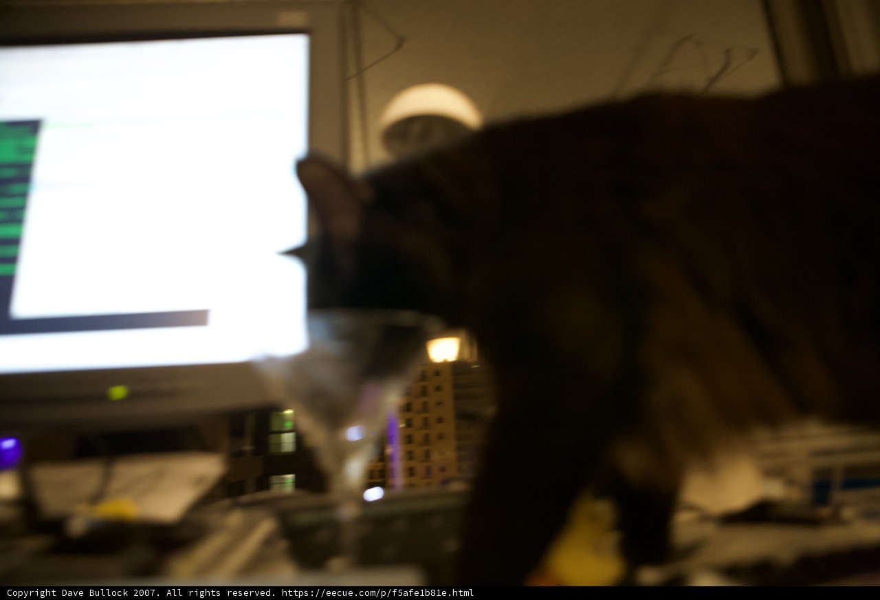 Cat's Nightly Work