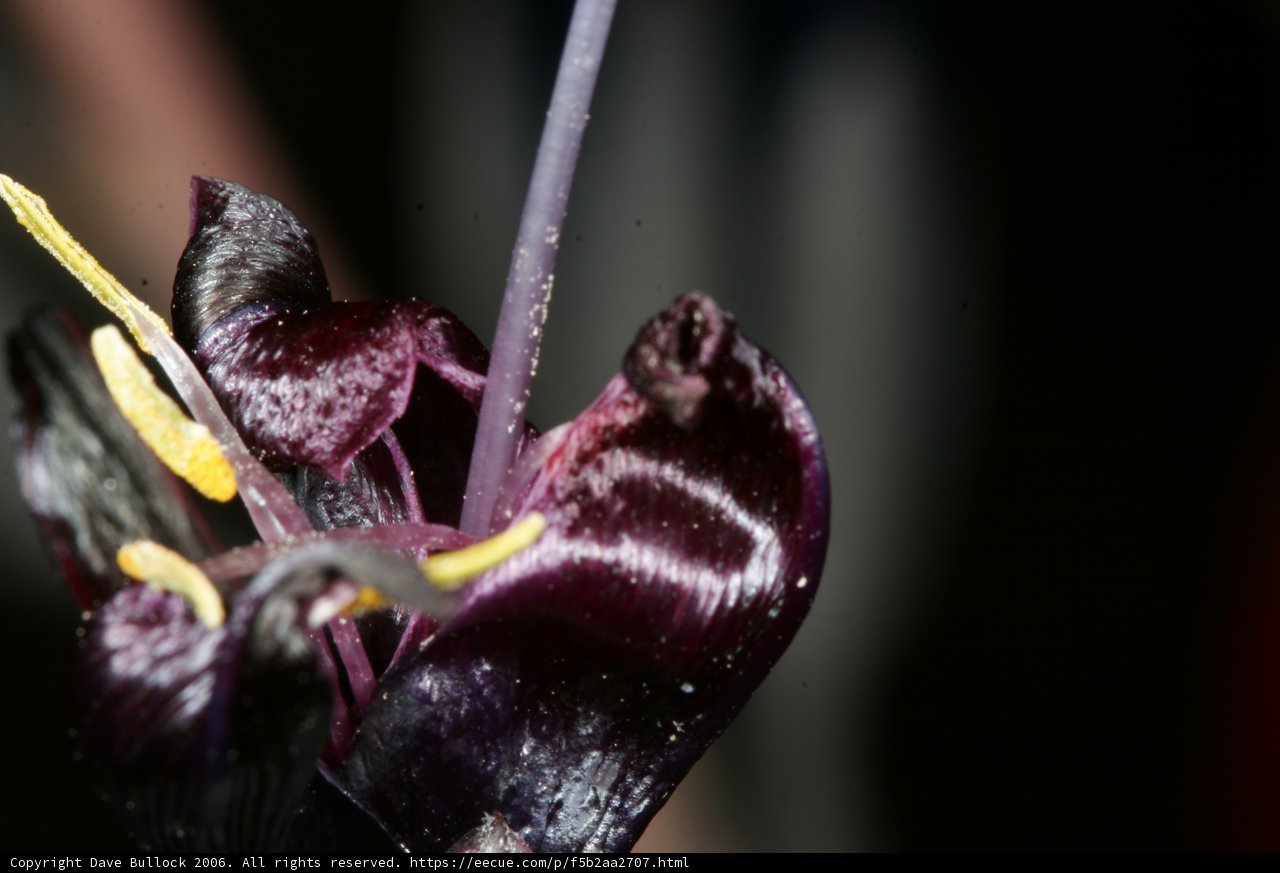 Purple Beauty Blooms