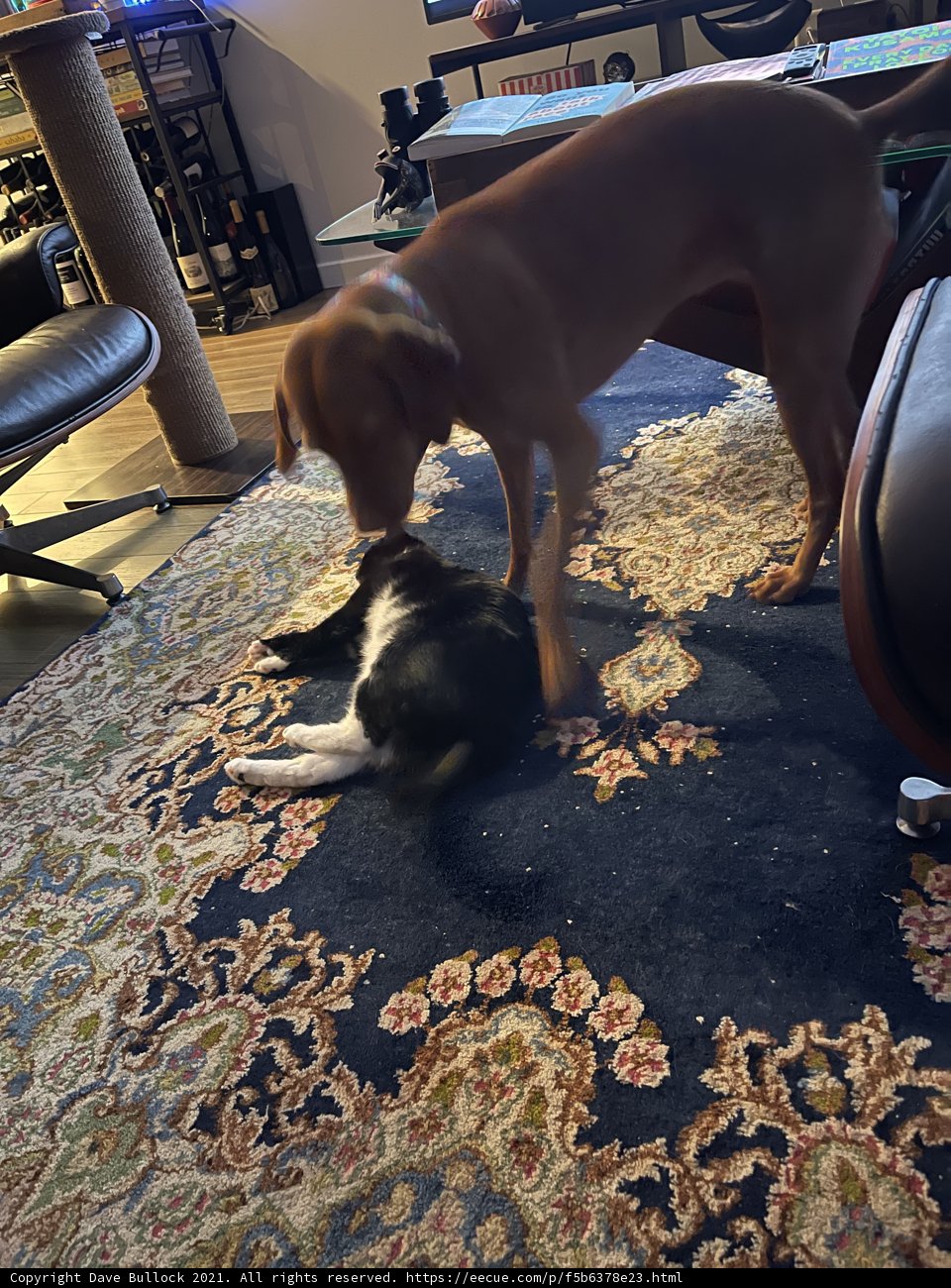 Paws on a Rug