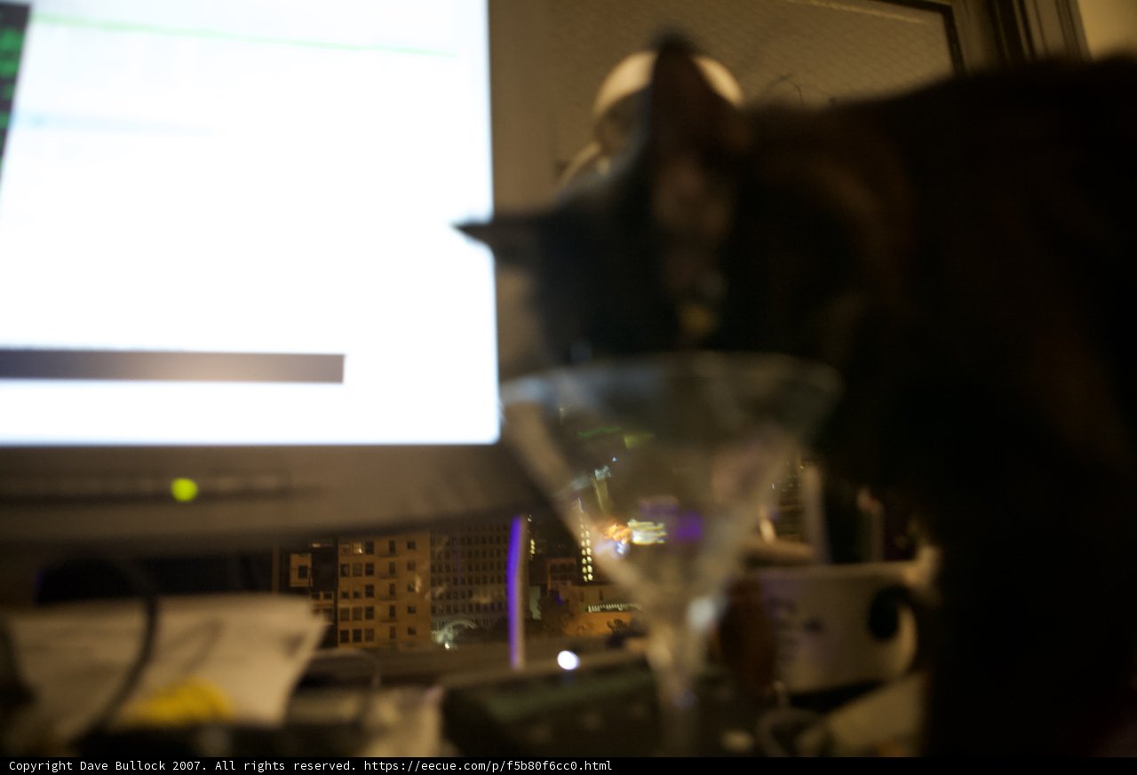 Feline IT Specialist