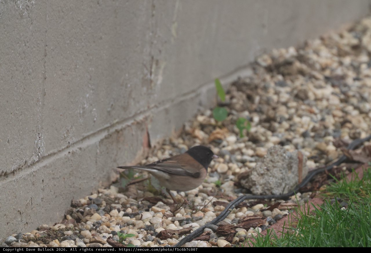 Sardinian Warbler Foraging in Gravel Garden