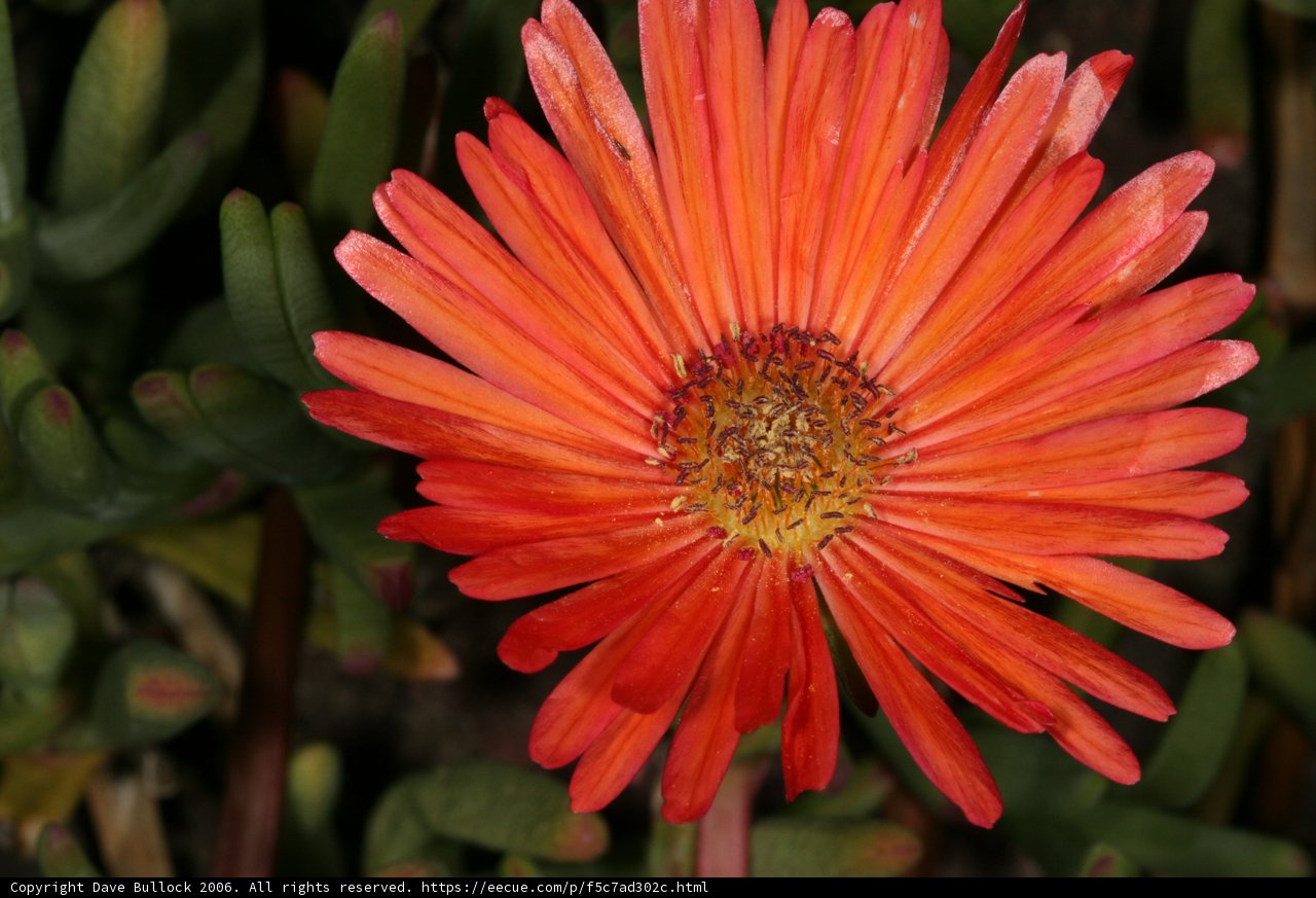 Vibrant Daisy Blossom