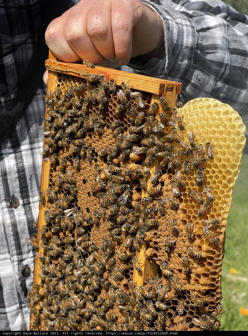 The Beekeeper and his Busy Bees