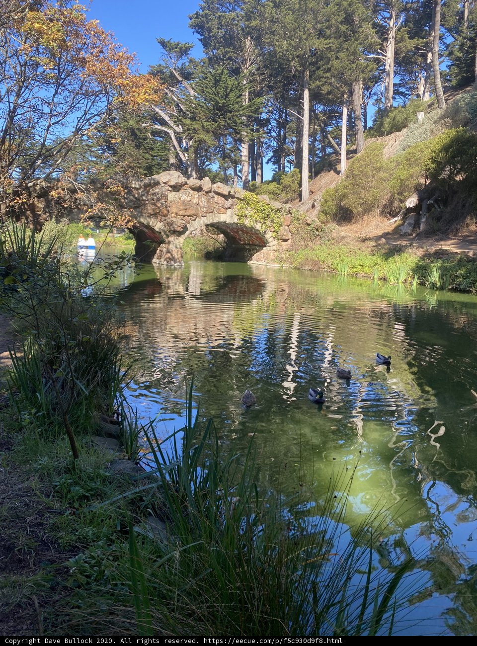 Serene Pond in Golden Gate Park