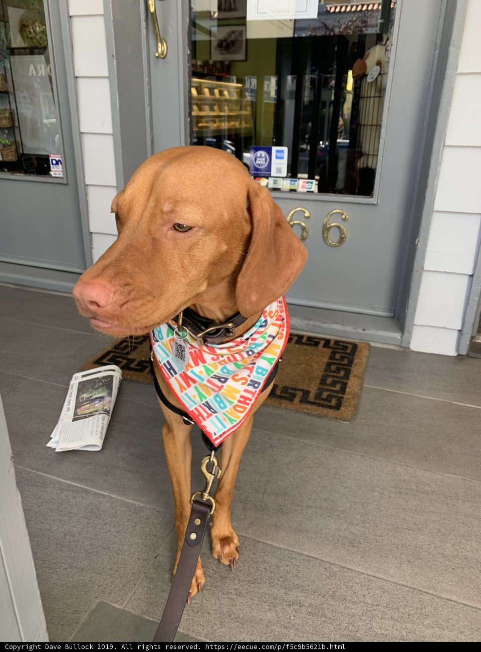 Colorful Canine