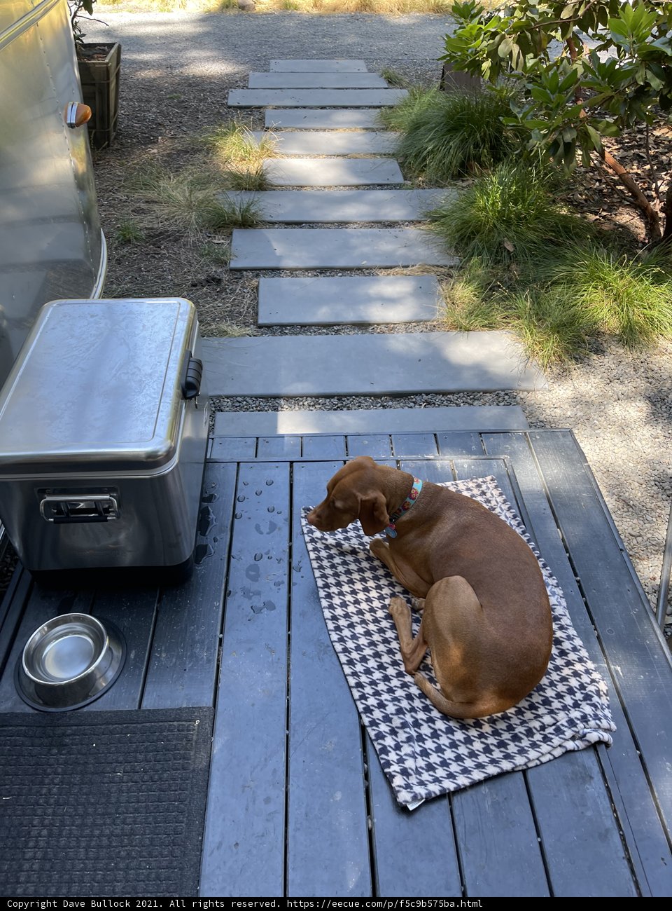 Canine Comfort on the Deck