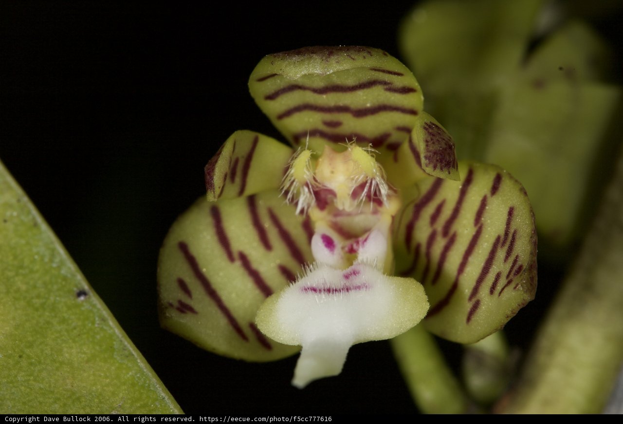 Green and Yellow Orchid Close Up