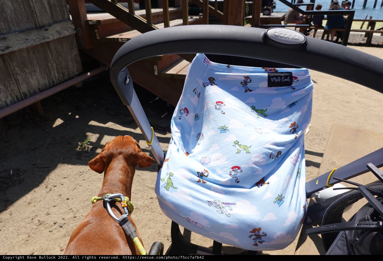 Dog Resting Beside Baby Stroller Outdoors