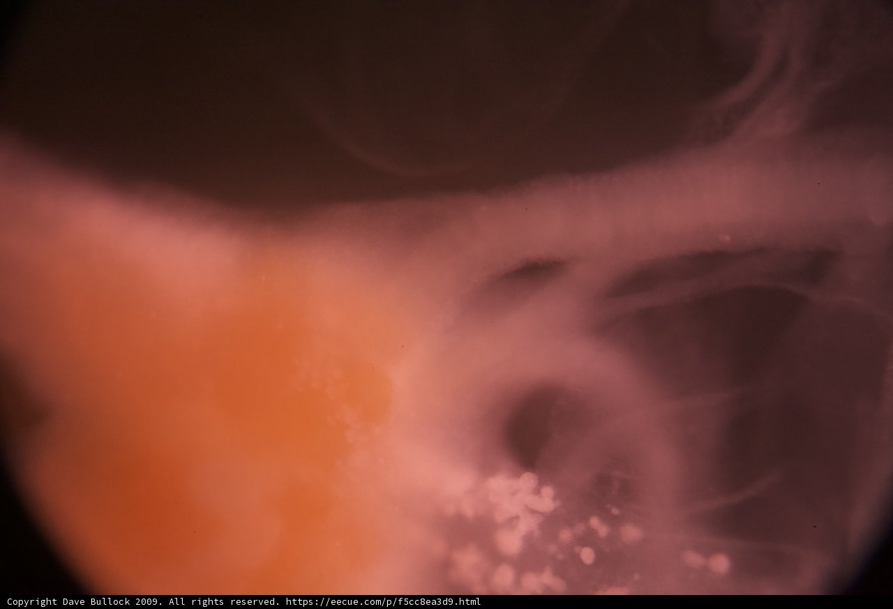 Close-Up of Mystery Object