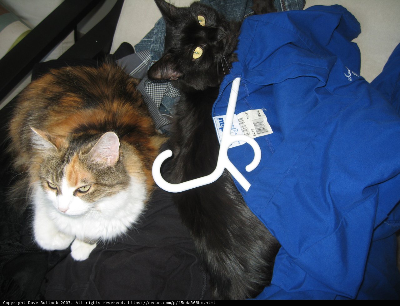 Feline Fashionista