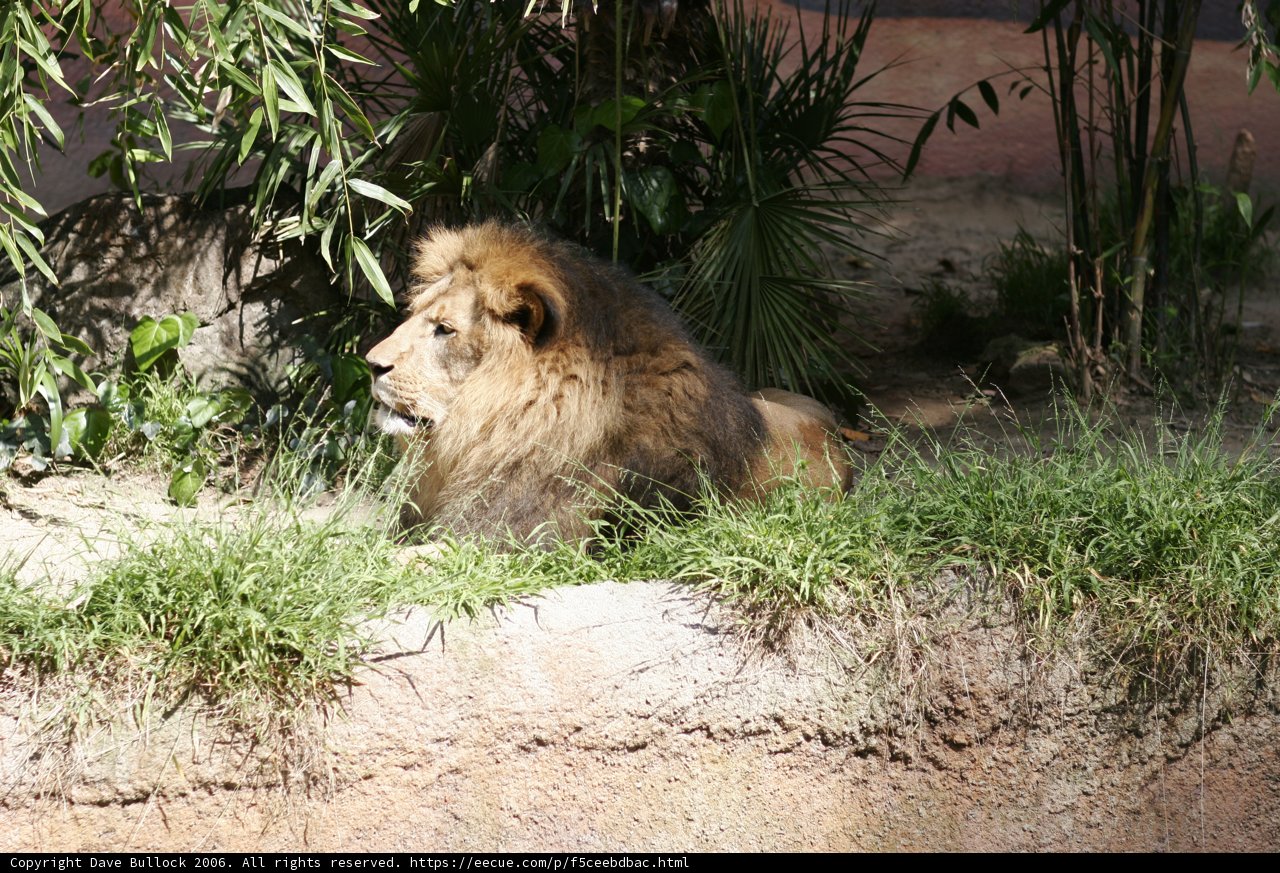 King of the Grasslands