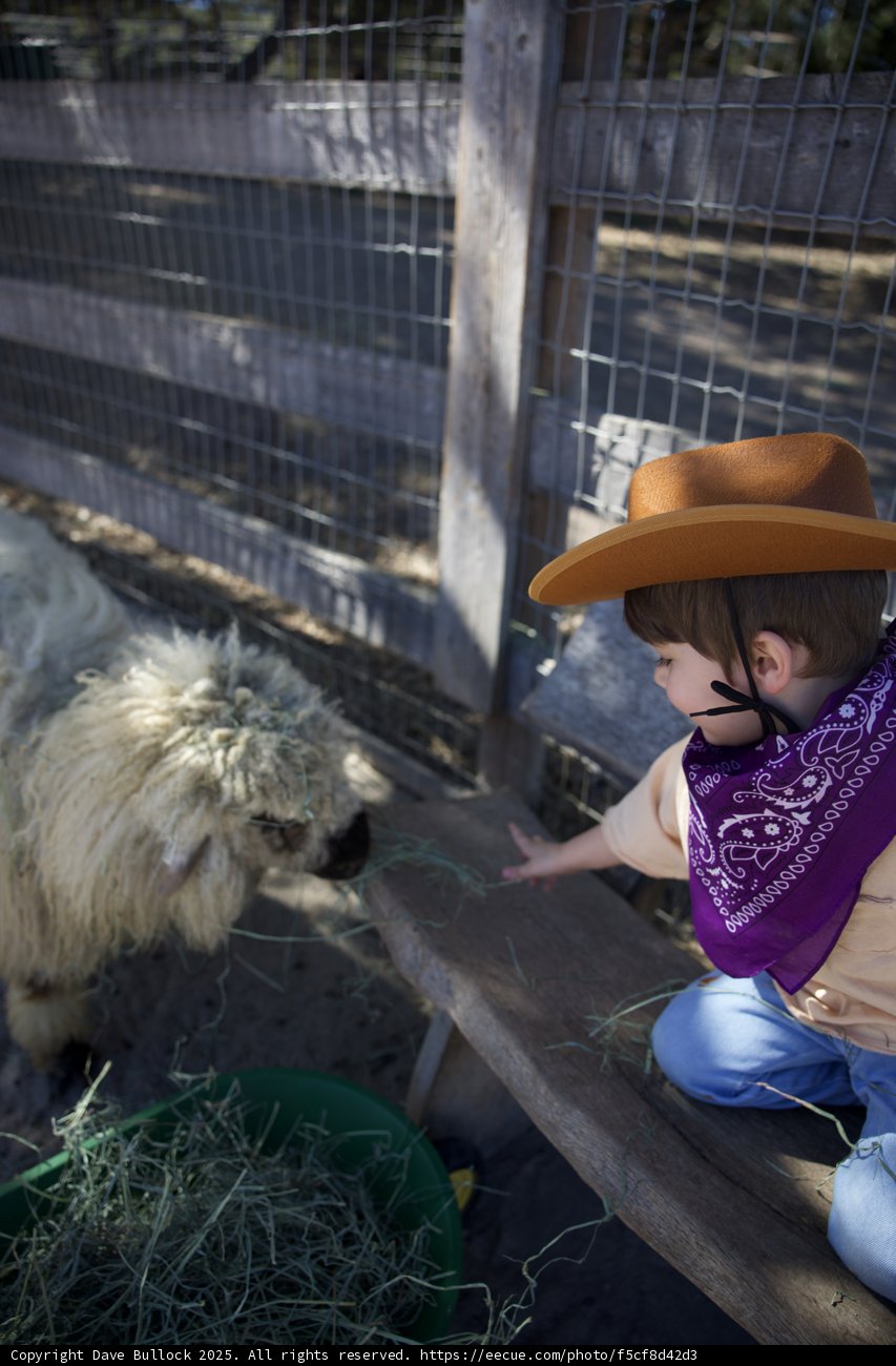Little Cowboy and the Woolly Friend