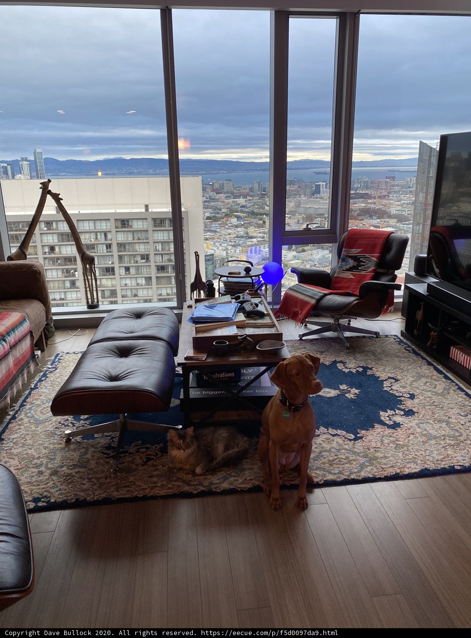 Cozy living room with furry friend