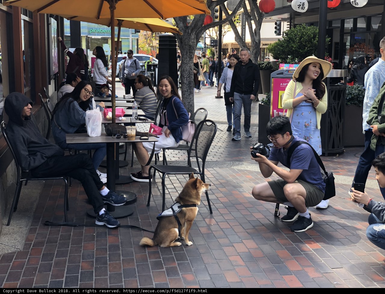 Man Captures Picture-Perfect Moment of Dog at Cafe Table