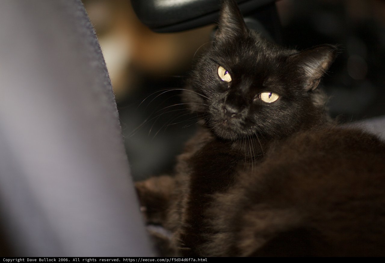 The Majestic Black Cat